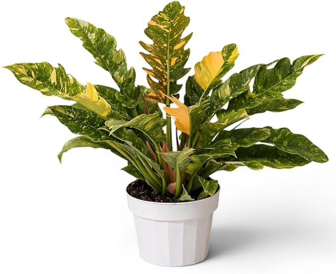 Philodendron Fire Variegated Live Plant, Rare Philodendron Indoor Plant, Tropical House Plant Live, Variegated Indoor Plants Live, Unique Colorful Plant for Home Decor