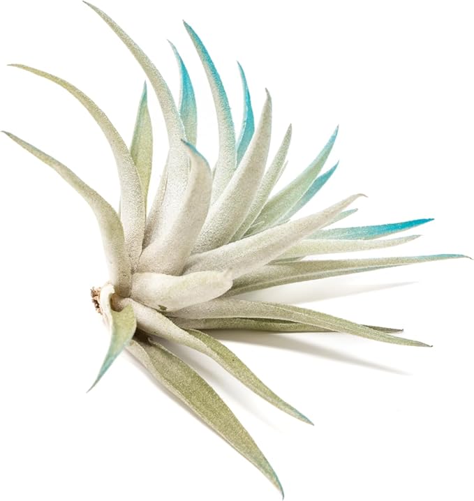 Teal Blue Colorful Tillandsia Air Plants - Long Lasting Color Enhanced Live Tillandsia Succulent House Plants - Home and Garden Decor - Easy Care Indoor and Outdoor (Harrisii, Single)