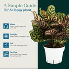 Calathea Peacock Live Plant - Air Purifier and Home Decor | Colorful Indoor Plants Live Houseplant | Calathea Makoyana | Live Plants, Air-Purifying Indoor Houseplant
