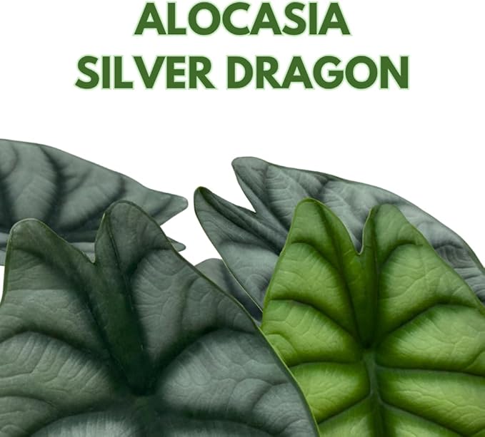 Alocasia Silver Dragon, Super Rare Jewel Alocasia, in 4 inch Pot, Alocasia baginda