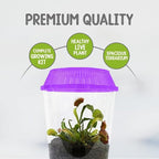 Venus Fly Trap Live Plant with 4.5" Purple Terrarium + Carnivorous Plants Food Bundle with Feeding Tweezers - Carnivorous Plant Soil and Live Venus Flytrap