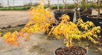 Golden Falls Japanese Maple Tree – Rare Cascading Variety – Brilliant Golden Foliage – Perfect for Landscape, Garden, Patio & Bonsai –3 Year Live Plant