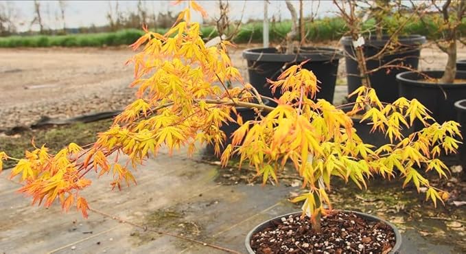 Golden Falls Japanese Maple Tree – Rare Cascading Variety – Brilliant Golden Foliage – Perfect for Landscape, Garden, Patio & Bonsai –3 Year Live Plant