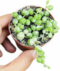 Live Trailing Plants String Plants (2” Pot String of Pearls Variegated)