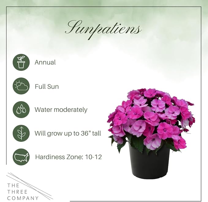Live Flowering Sunpatiens - Purple (2 Plants Per Pack), Beautiful Annual Summer Color, 10" Tall by 6" Wide in 1 Quart Pot