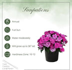 Live Flowering Sunpatiens - Purple (3 Plants Per Pack), Beautiful Annual Summer Color, 10" Tall by 6" Wide in 1 Quart Pot
