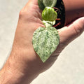 Peperomia Ecuador Live Plant, Pet-Safe Watermelon Style Stripe Houseplant in 3-Inch Grower Pot, Rare Low Maintenance Indoor Tropical Plant for Home and Office Decor