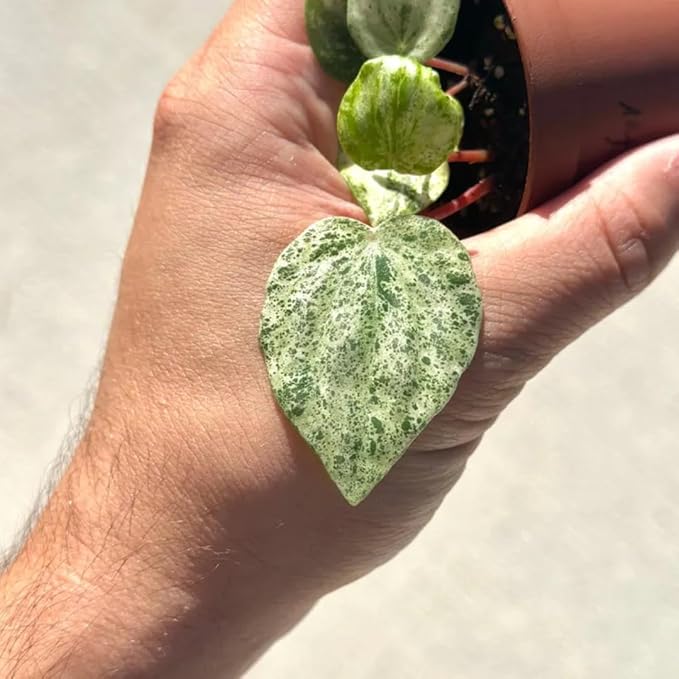 Peperomia Ecuador Live Plant, Pet-Safe Watermelon Style Stripe Houseplant in 3-Inch Grower Pot, Rare Low Maintenance Indoor Tropical Plant for Home and Office Decor
