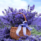 4 Lavender Plants Live Starter Plants 4-6" in Tall, Hardy Perennial Lavender for Garden and Landscape with Fragrant Purple Blooms, No Pot (Purple)