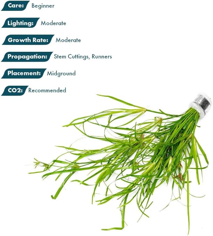 SubstrateSource Live Plants – Creeping Rush (Juncus repens) – Medium Light, Bright Green, Midground Accent – Lead Bunch, 4 Pack