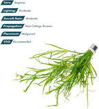 SubstrateSource Live Plants – Creeping Rush (Juncus repens) – Medium Light, Bright Green, Midground Accent – Lead Bunch, 4 Pack