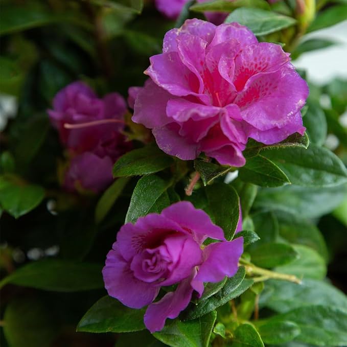 Encore Azalea 1 Gal. Autumn Majesty Azalea Shrub