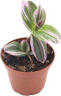 California Tropicals Pink Tradescantia - Rare Nanouk - Live Houseplant Potted in Soil with Rooted Leaves - Easy Care Indoor Outdoor Plant, Mini Tiny Tropical Plant Garden, 3 inch Pot