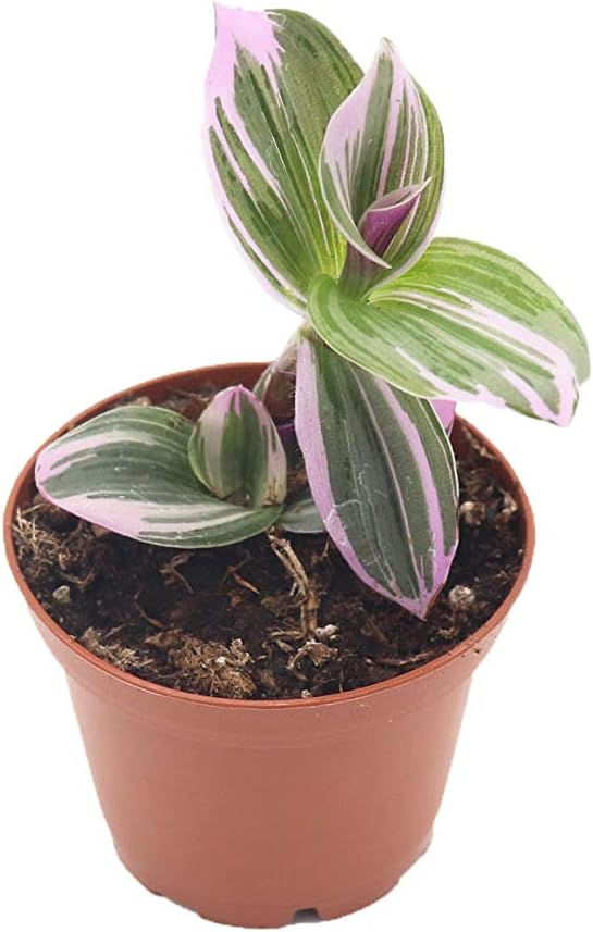 California Tropicals Pink Tradescantia - Rare Nanouk - Live Houseplant Potted in Soil with Rooted Leaves - Easy Care Indoor Outdoor Plant, Mini Tiny Tropical Plant Garden, 3 inch Pot