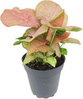 Syngonium Neon Robusta (4 inch) - Lucky Houseplants - 4/6 inch Unique Live Decorative Houseplants - Easy to Care Indoor Plants, Perfect for Office, Home & Feng Shui Decor