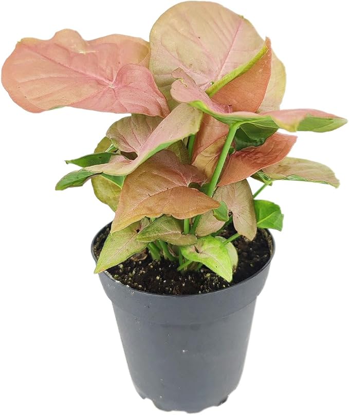 Syngonium Neon Robusta (4 inch) - Lucky Houseplants - 4/6 inch Unique Live Decorative Houseplants - Easy to Care Indoor Plants, Perfect for Office, Home & Feng Shui Decor