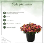 Live Flowering Osteospermum Plant - Copper Amethyst (3 Plants Per Pack) - Beautiful African Daisies - Early Spring Color - 12" Tall by 5" Wide in 1 Qt Pot
