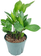 ZZ Plant (6" Grower Pot) - Low Light and Healthy Houseplant - Easy to Care Indoor Houseplant - Live Healthy Houseplant for Home Office Decoration