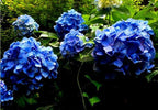 Mixed Hydrangea Flowers Seeds Flower Rare Exotic Ball Bloom Germination Bush Plants Beautiful Smell Garden Decor Home Perennial 30pcs