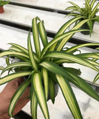 Spider Plant - Easy Grow/Cleans The Air - 6 inch Pot Live Plant BSBD