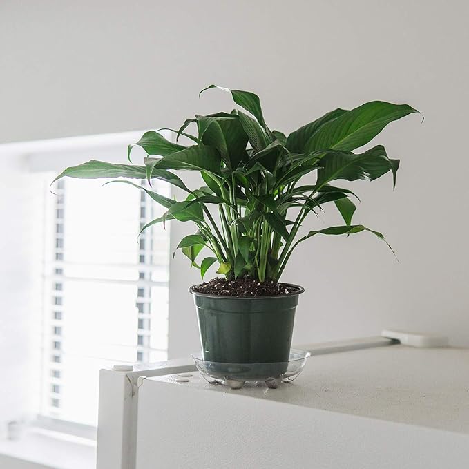 PERFECT PLANTS Peace Lily | Spathiphyllum | 15in. Tall | Easy Care Houseplant | Perfect for Moderate to Bright Light Conditions, 6 in. Grower's Pot, | Air Purifying