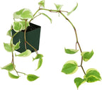 Josh's Frogs 18x18x24 Tree Frog Vivarium Plant Kit