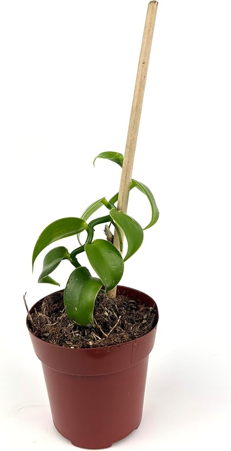 Live Vanilla Bean Orchid Plant, 2.5 inch Pot with Bamboo Pole, Indoor Growing, Pet Safe