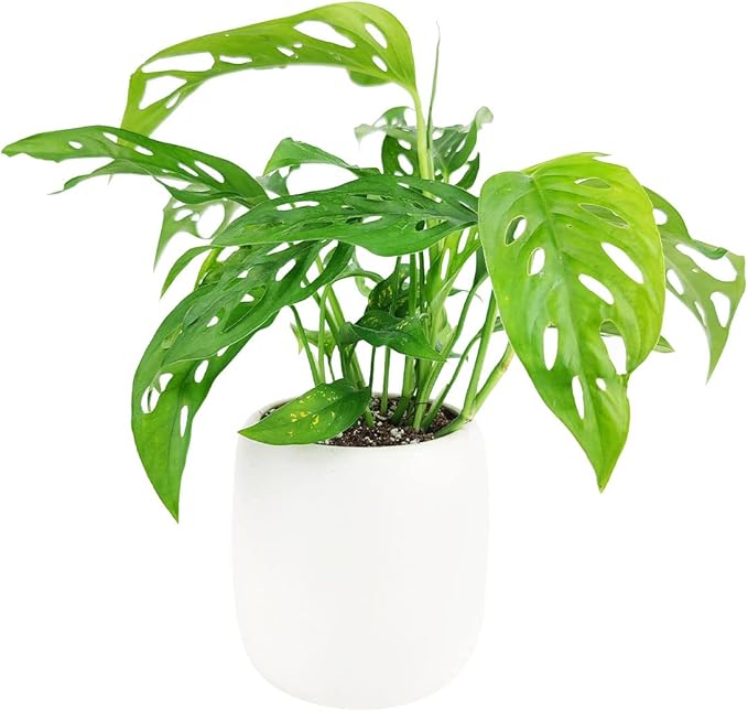 Monstera Adansonii 'Swiss Cheese' (4" Grower Pot) - Air-Purifying Houseplant with White Flowers | Live Healthy Houseplant for Gift or Home Decoration