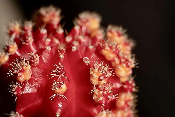 Grafted Cactus Succulent 3PK in 3" Terracotta Pots, Live Succulents & Mini Cacti Plant Gift, Real Houseplants for Home or Office, Easy Care Houseplant Trio by Plants for Pets