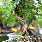Brussel's Bonsai Live Chinese Sweet Plum Bonsai Tree - 5 Years, 6 to 10 in - Indoor Bonsai in Ceramic Bonsai Pot