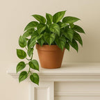 Global Green Pothos – Live Plant in 2 Inch Pot - Air Purifier Plant to Make Your House Healthier - Indoor Plant Aesthetic