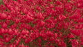 Rudy HAAG Burning Bush - Red Fall Color - Live Plant Shipped 1 to 2 Feet Tall by DAS Farms