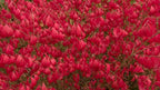 Rudy HAAG Burning Bush - Red Fall Color - Live Plant Shipped 1 to 2 Feet Tall by DAS Farms