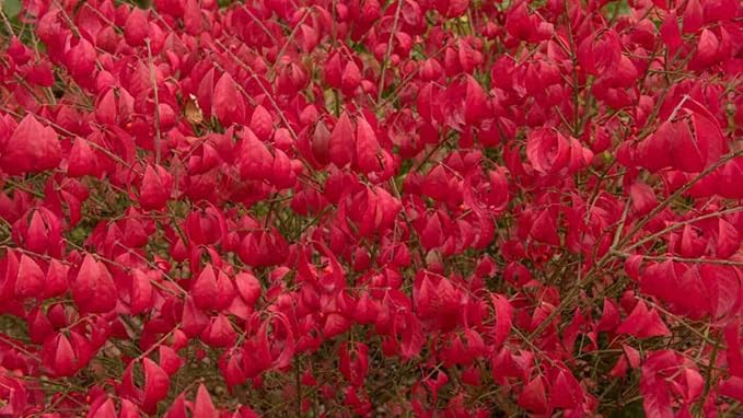 Rudy HAAG Burning Bush - Red Fall Color - Live Plant Shipped 1 to 2 Feet Tall by DAS Farms