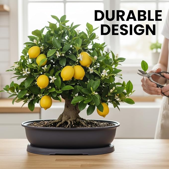 CZ Grain 14 Inch Oval Bonsai Pots and Drip Tray - Heavy Duty Display (3 Pots) - Ideal for Indoor or Outdoor Bonsai - Large Display Planters - Plants, Bonsai, Herbs