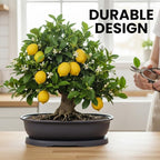 CZ Grain 14 Inch Oval Bonsai Pots and Drip Tray - Heavy Duty Display (3 Pots) - Ideal for Indoor or Outdoor Bonsai - Large Display Planters - Plants, Bonsai, Herbs