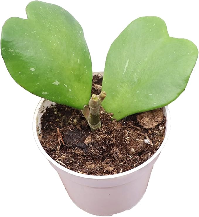 Hoya Plant, Live Indoor Plant 4 inch Grower's Pot (Kerrii 2 Leaves)