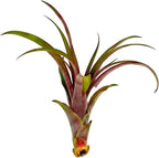 ragnaroc Air Plants - Tillandsia Red Capitata, Large 5-7” - 1ct - Live Arrival Guaranteed - House Plants for Home Decor & Gift