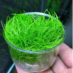21 Stems of Aquarium Plants Live, Dwaft Hairgrass Grass Plants Live, Live Aquarium Plants, 4 to 6 Inc Tall Seedling for Planting Pond, Aquarium Grass Plants