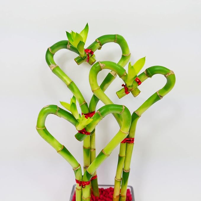 Athena's Garden 3 Heart Lucky Bamboo Stalks Indoor Bamboo Live Plants with Glass vase in Red Rocks (BA-HS081012SQ4PRRED)