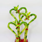 Athena's Garden 3 Heart Lucky Bamboo Stalks Indoor Bamboo Live Plants with Glass vase in Red Rocks (BA-HS081012SQ4PRRED)