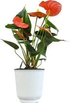 Orange Anthurium Live Plant Decor (Approx. 11-14" Tall), Real Flowers/House Plants in 4" White Pot, Floral Air Purifying Houseplants, Cool & Unique Gifts by Plants for Pets