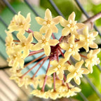 2 Light Yellow Hoya Plants Live Houseplants, Indoor Outdoor Planting, Starter 5-8 Inches in Tall, Well-Rooted for Zones 9-11