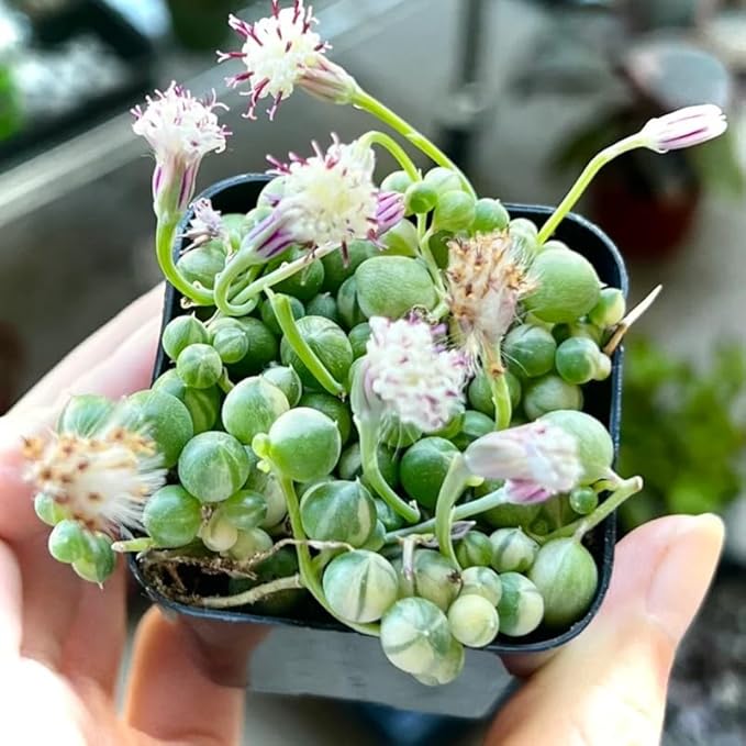 Variegated String of Pearls Plant Live, Rare Succulent Trailing Vine in Pot, Indoor Houseplant