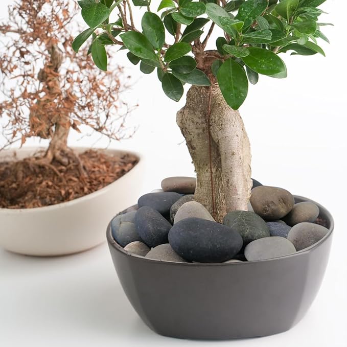 YISZM Natural River Rocks, Small Rocks for Plants Decorative Polished Pebbles for Fish Tank, Gardening, Flower Pots, Vase Fillers, Indoor Water Fountains, Landscaping, 40lbs, 2-3 Inch