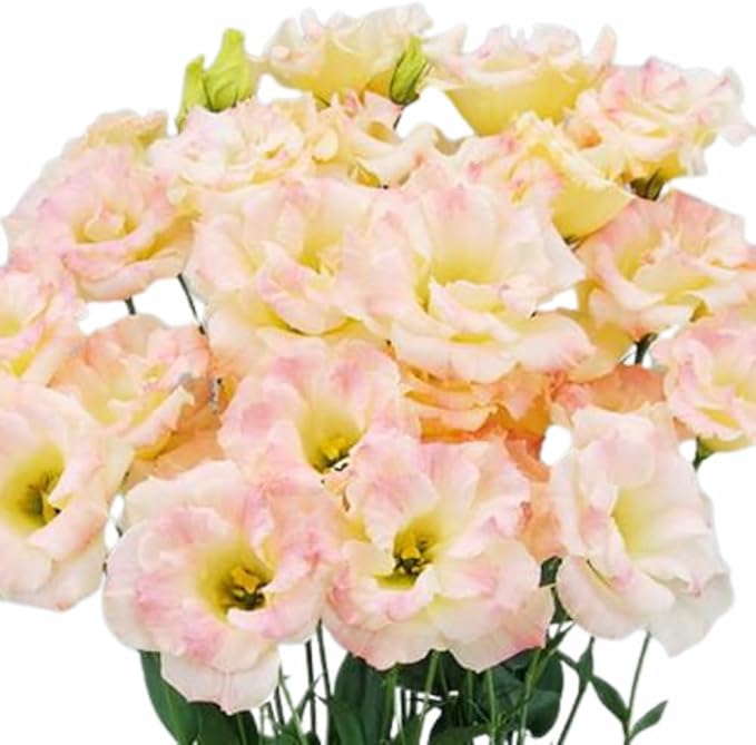 Eustoma Lisianthus Plant Live, Lisianthus Flowers Well Rooted Plug 2-3 Inch Height, Lisianthus Thornless Roses Seedling (Pink Yellow Lisianthus)