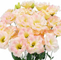 Eustoma Lisianthus Plant Live, Lisianthus Flowers Well Rooted Plug 2-3 Inch Height, Lisianthus Thornless Roses Seedling (Pink Yellow Lisianthus)