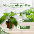 BubbleBlooms Philodendron Assortment Set, 4 inch pots, Set of 3, Indoor Houseplants Grower's Choice Variety