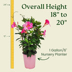 Pretty Pink Live Dipladenia Plant - Live Flowering Plant - Trellis - 18" Hoop, 18" to 20" Overall Height - 1 Gallon Planter - Tropical Plants of Florida (Plant Only)