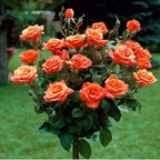 298+ Rare Tree Orange Rose Seeds for Planting Outdoors,Fragrant Rambling Climbing Trees Rose Seeds Non-GMO Heirloom,Rose Flowers Seed for Fence and Archway,Repeat Flowering Disease Resistant